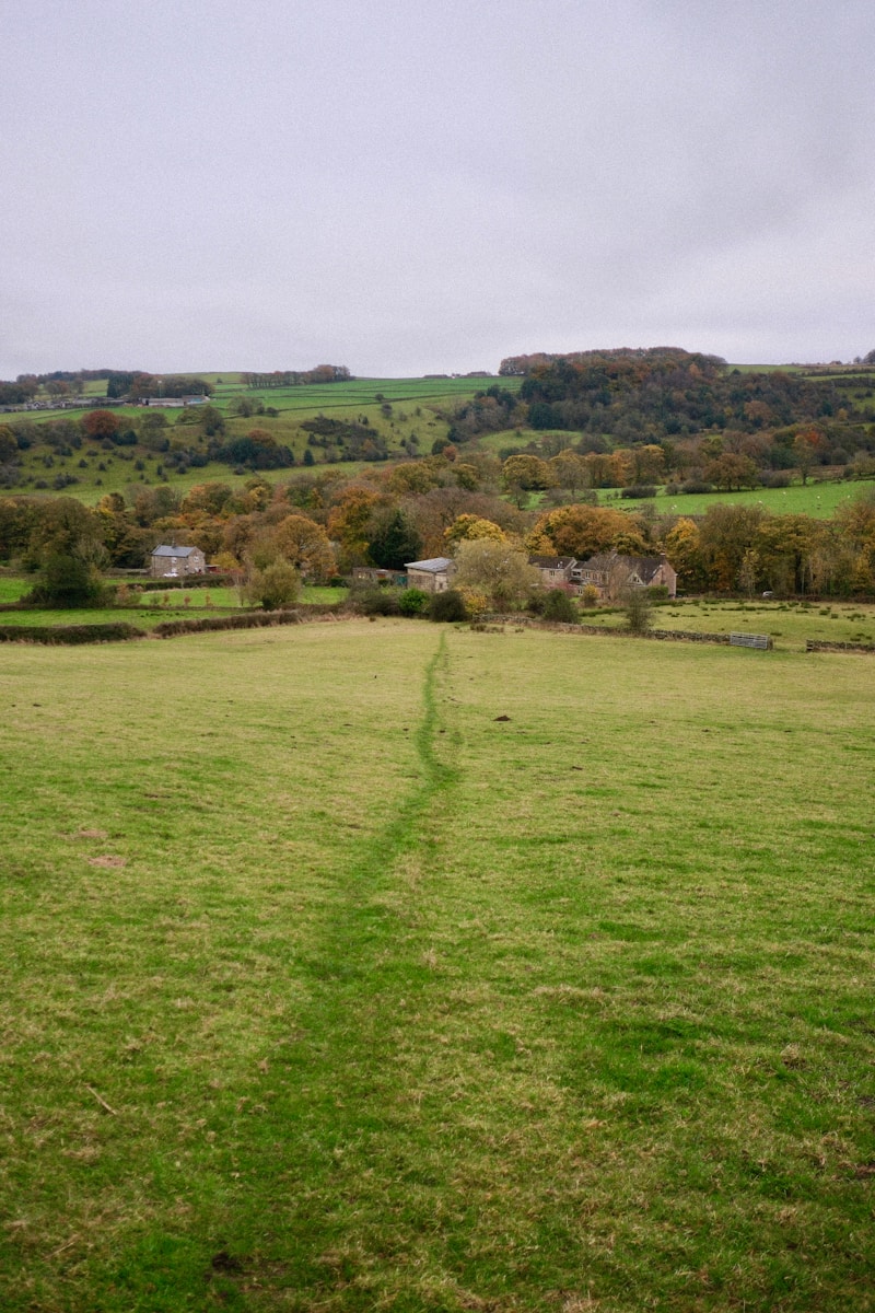 A grassy field with a trail in the middle of it
